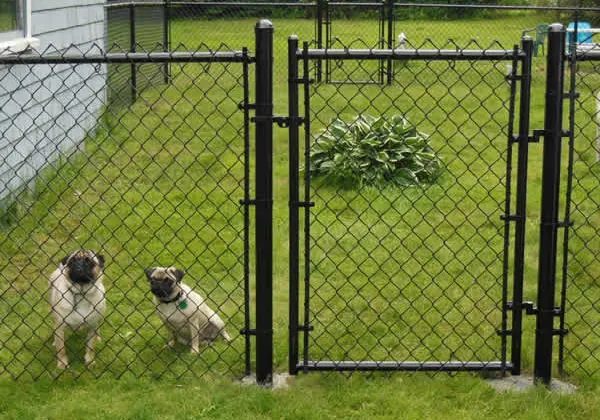Two dogs behind a chain-link fence.